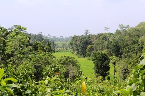 Elevated land overlooking rice paddy
