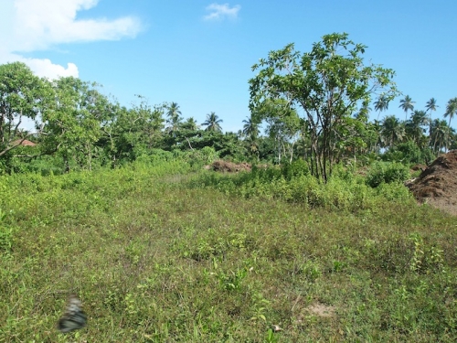 Large portion of beachfront land