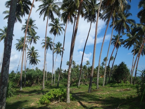 Large portion of beachfront land