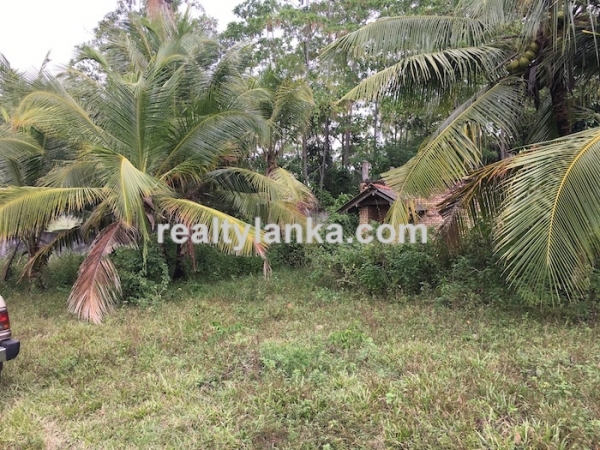 Property with a paddy view