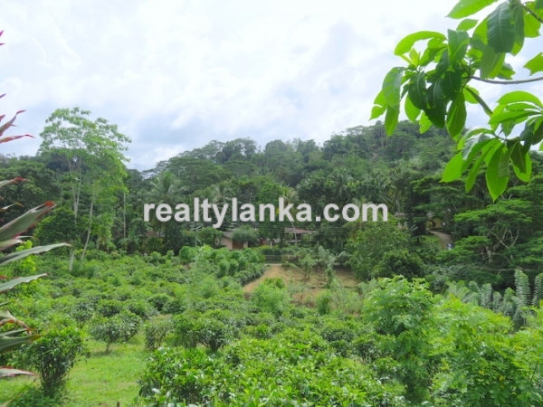 Tea Plantation In Waduraba