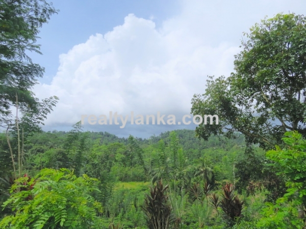 Tea Plantation In Waduraba