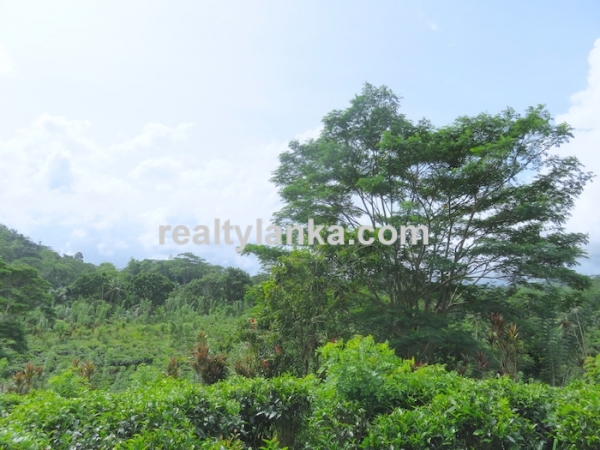 Tea Plantation In Waduraba