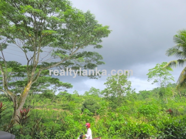 Tea Plantation In Waduraba