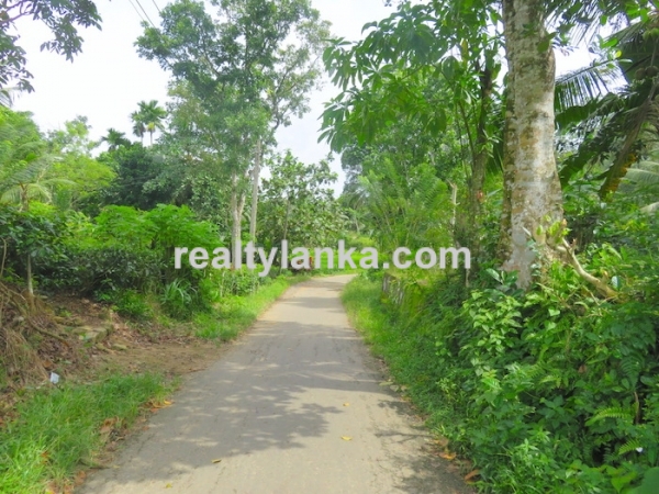 Tea Plantation In Waduraba