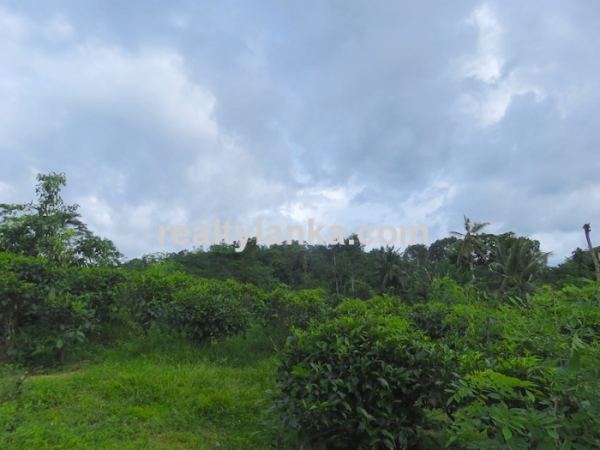 Tea Plantation In Waduraba