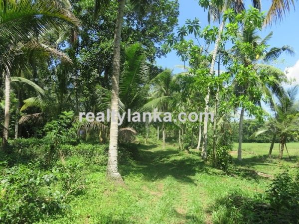 A Small Colonial House With Paddy View