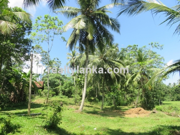 A Small Colonial House With Paddy View