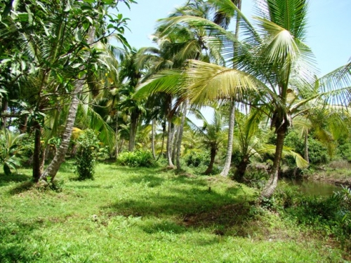 Coconut Island near Galle