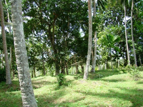 Coconut Island near Galle