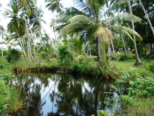 Coconut Island near Galle